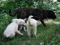 cane corso tigrato